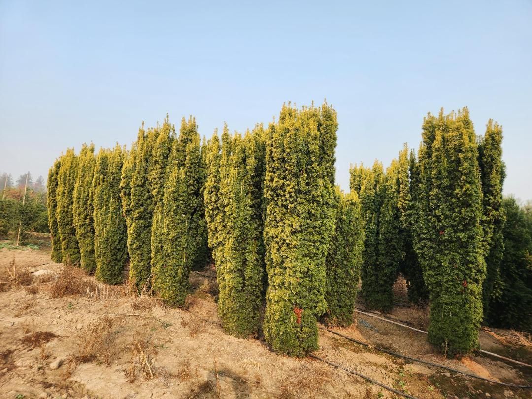 Rows of tall green trees on a dry hillside under a clear blue sky