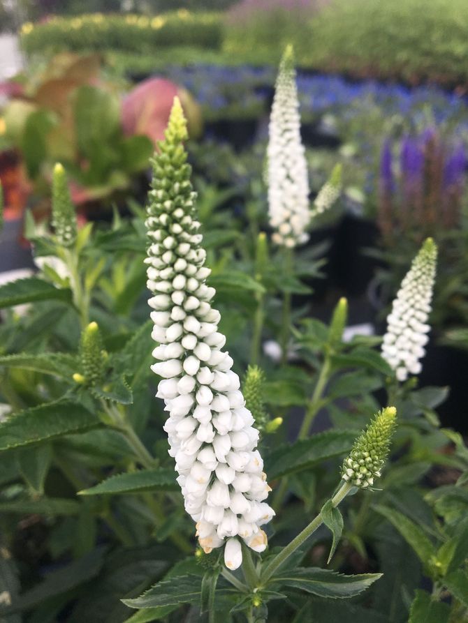 White flower spikes in a garden with green foliage and blurred colorful blooms in the background