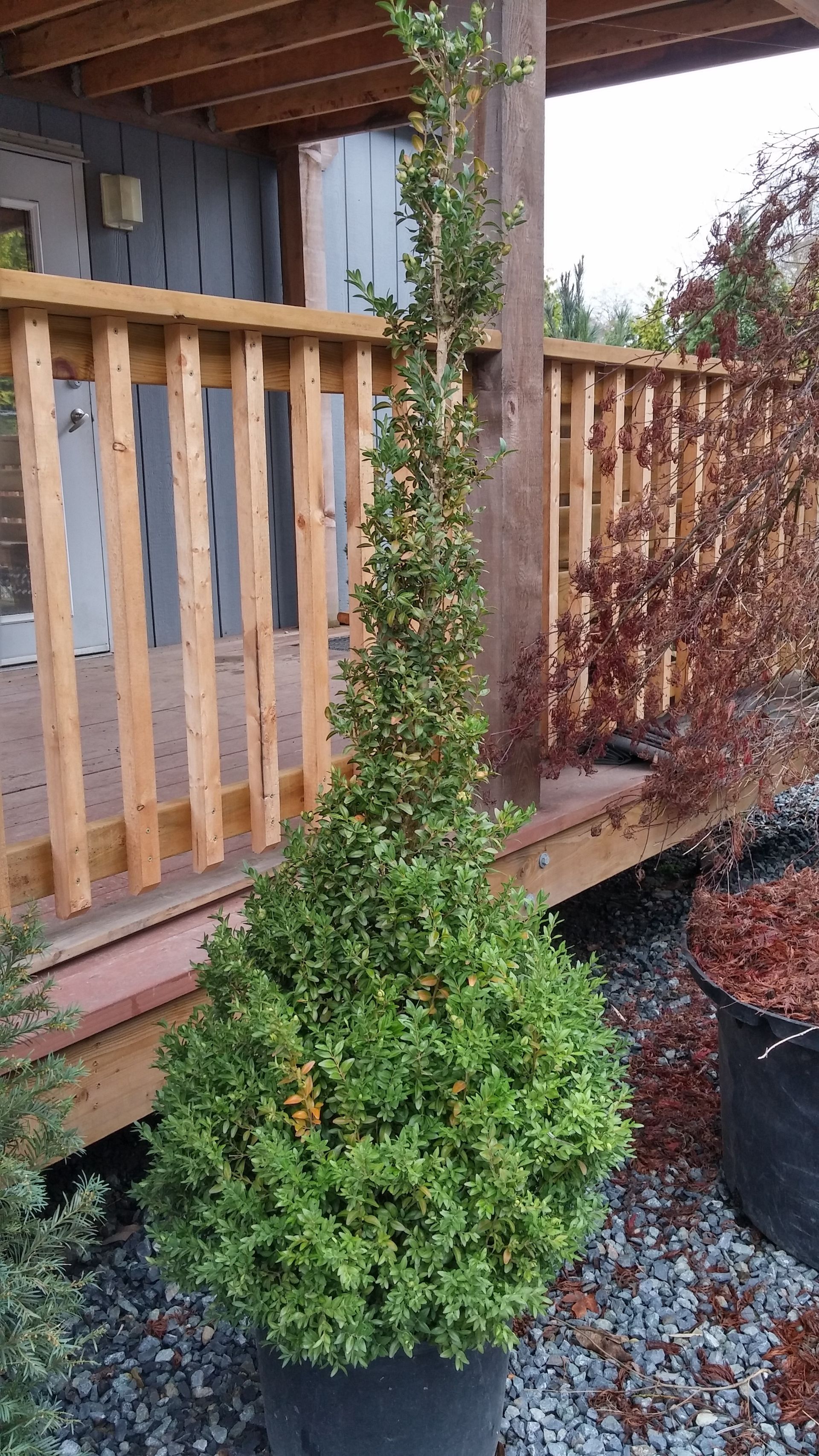 Potted conical shrub beside a wooden porch railing with a blue house and gravel ground