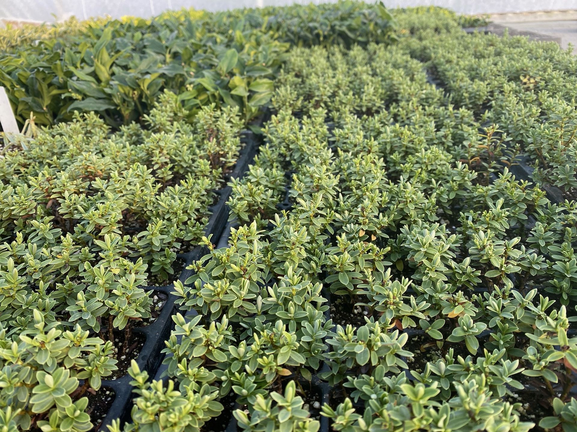 Rows of green potted plants growing in a nursery
