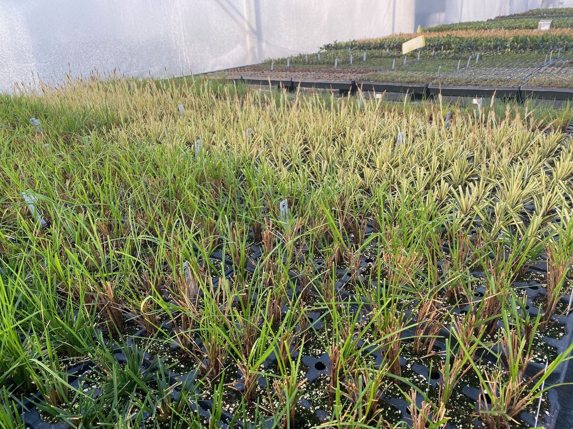Young green seedlings growing in wet soil in a greenhouse nursery