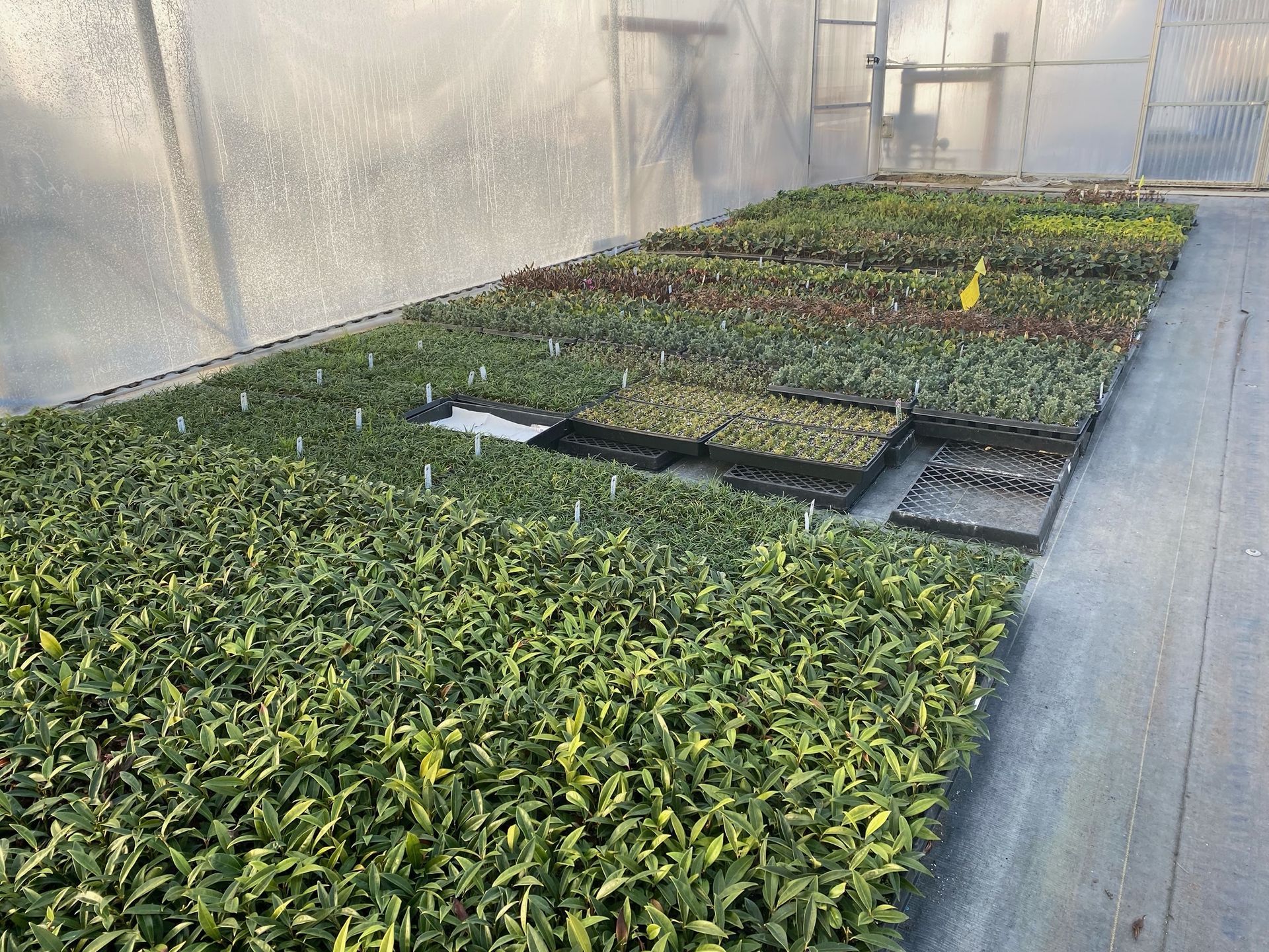 Rows of young plants in greenhouse trays beside a walkway, with a sprinkler hose in the center.