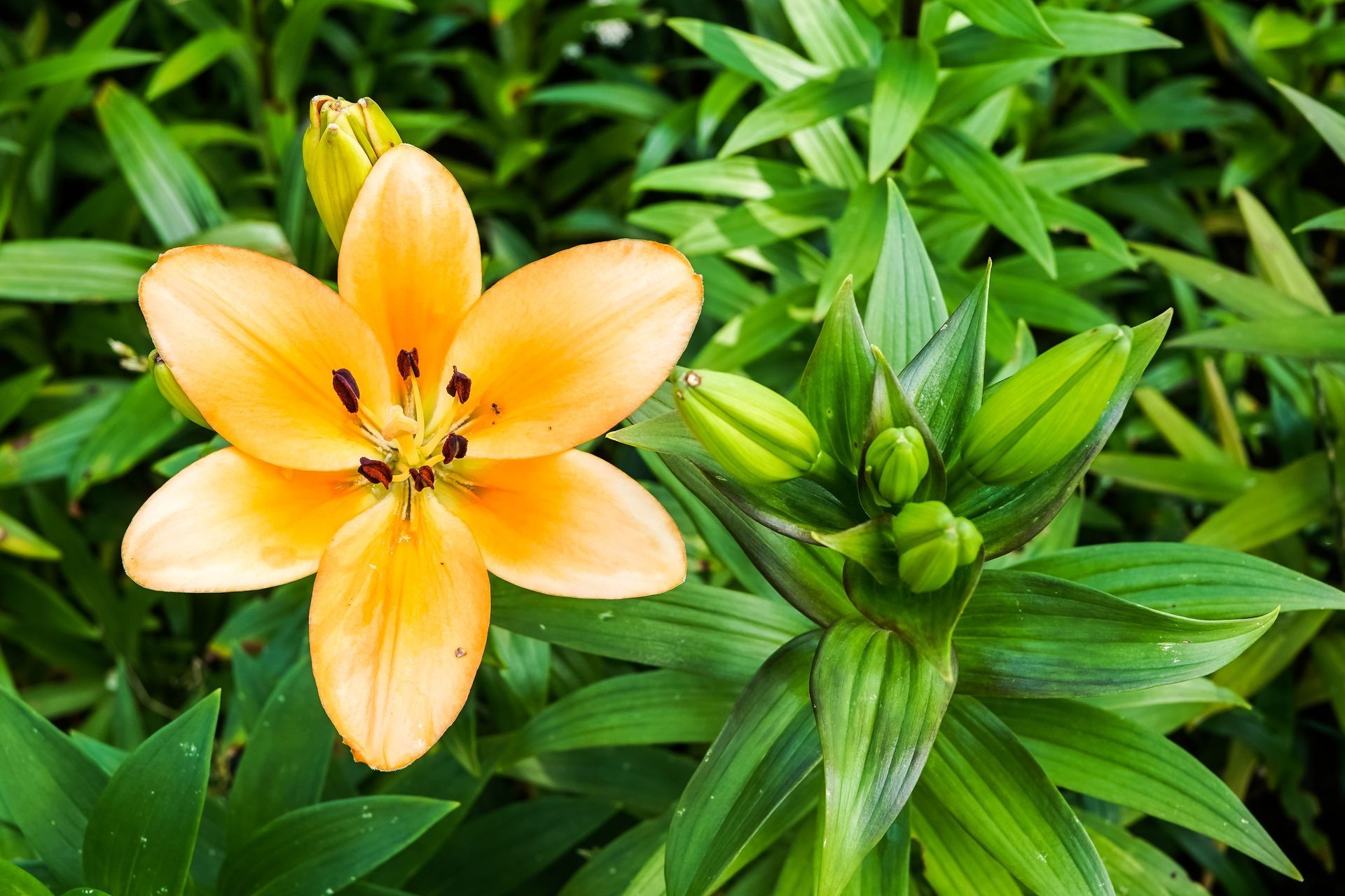 Orange lily in bloom with green buds and leaves in a lush garden background