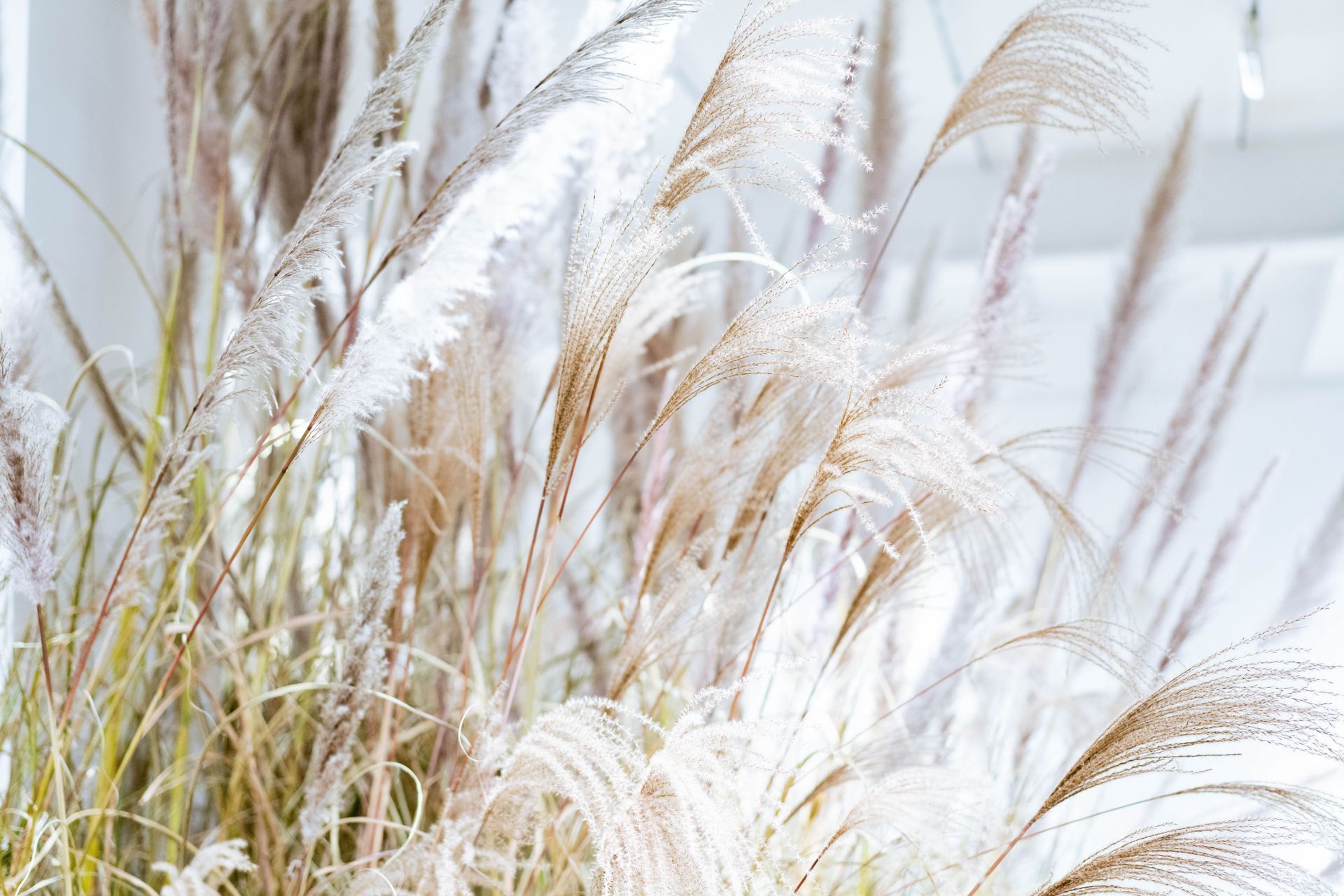 Tall feathery beige grasses swaying against a soft white background