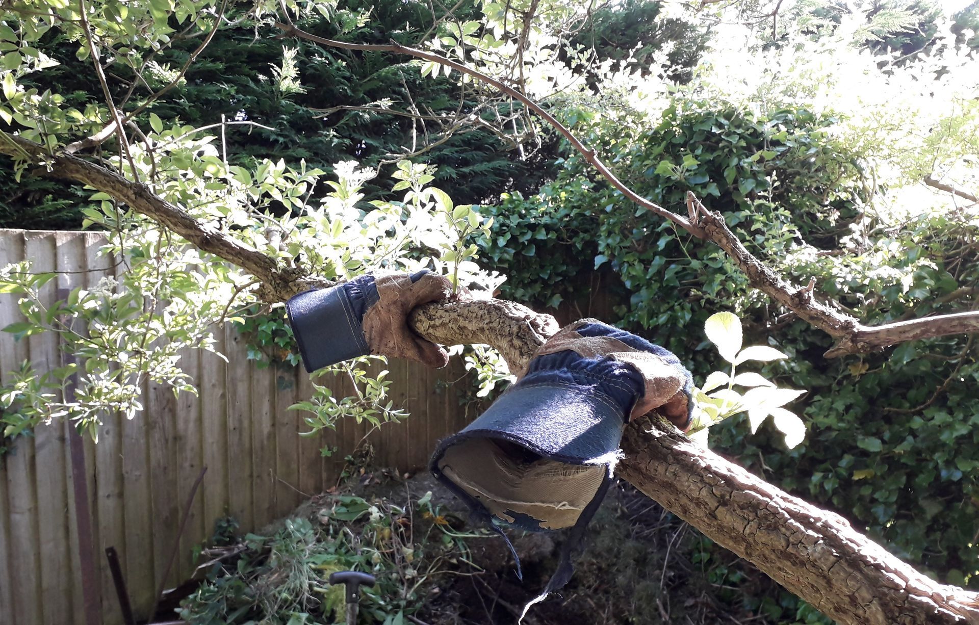 Old, stiff gardening gloves clasped around a branch