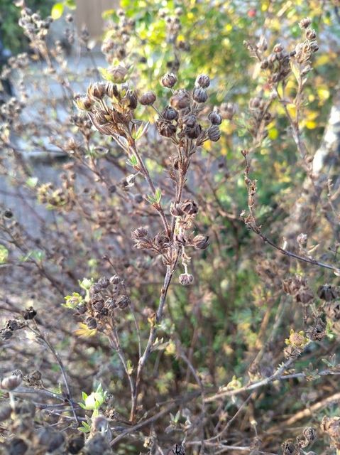 Winter plants