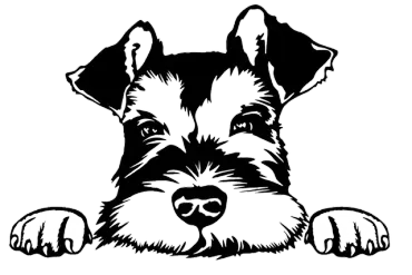 Schnauzer dog, black and white line art, peeking over something, paws visible.