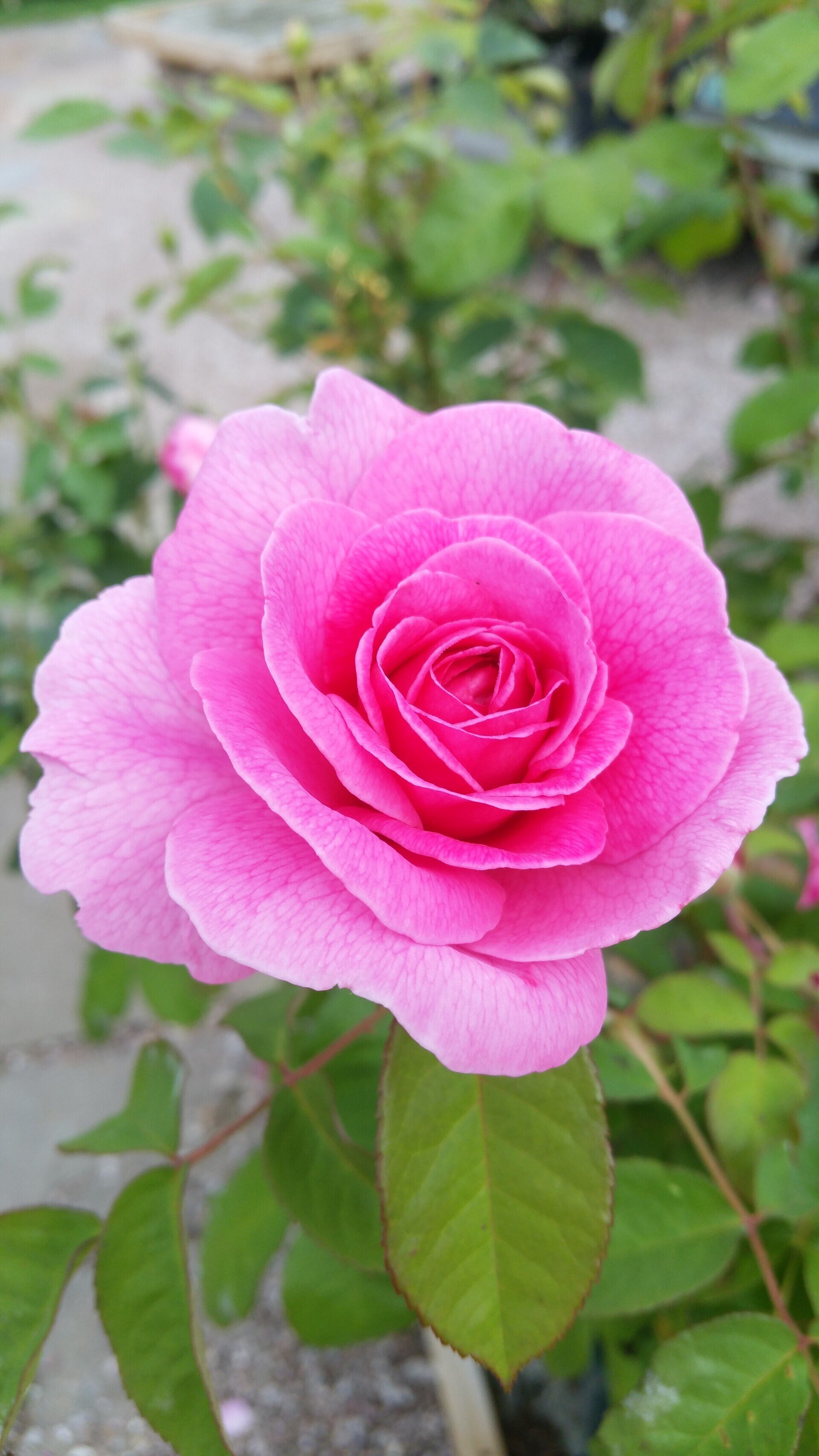 Greenfingers Garden Centre, Pound Lane, Exmouth