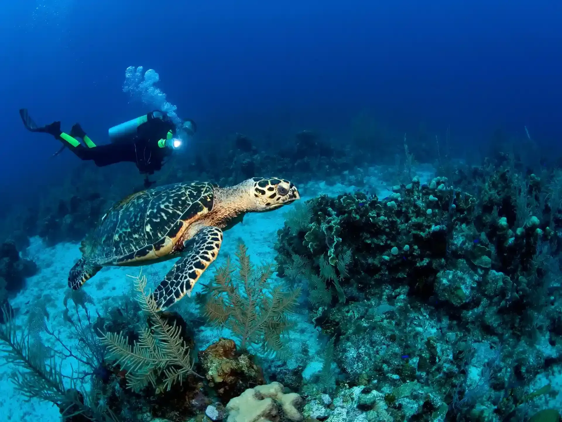 buceo en san andres
