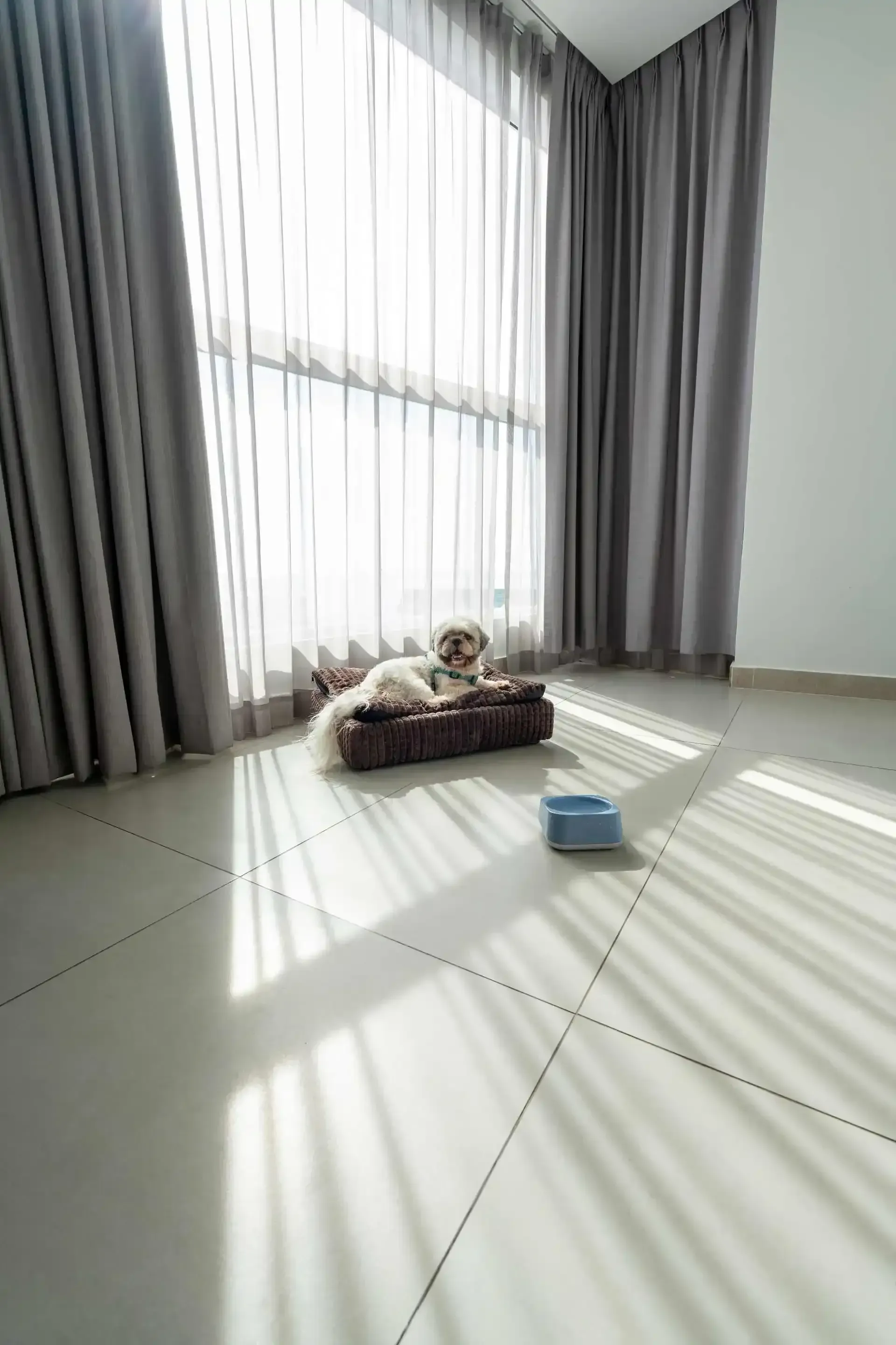 pet friendly hotels in san andres