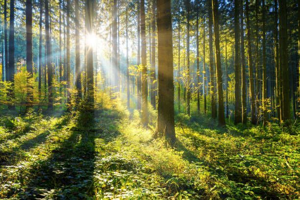 Sunlight streams through a dense forest, illuminating trees and green undergrowth.