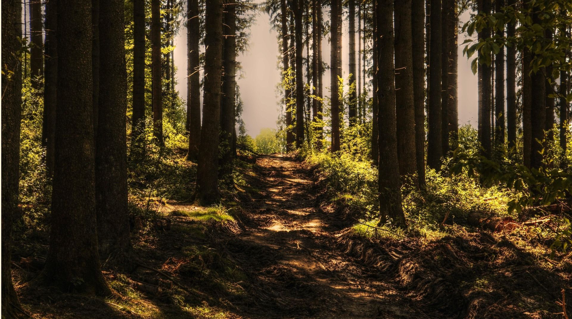 A quiet tree-lined path in soft morning light