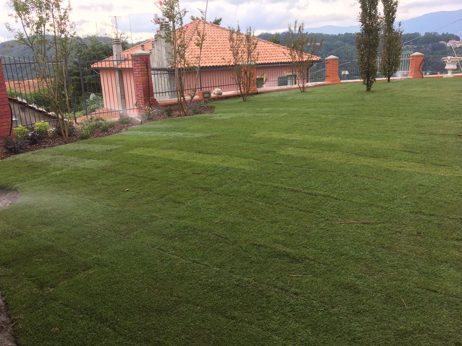 prato a zolle