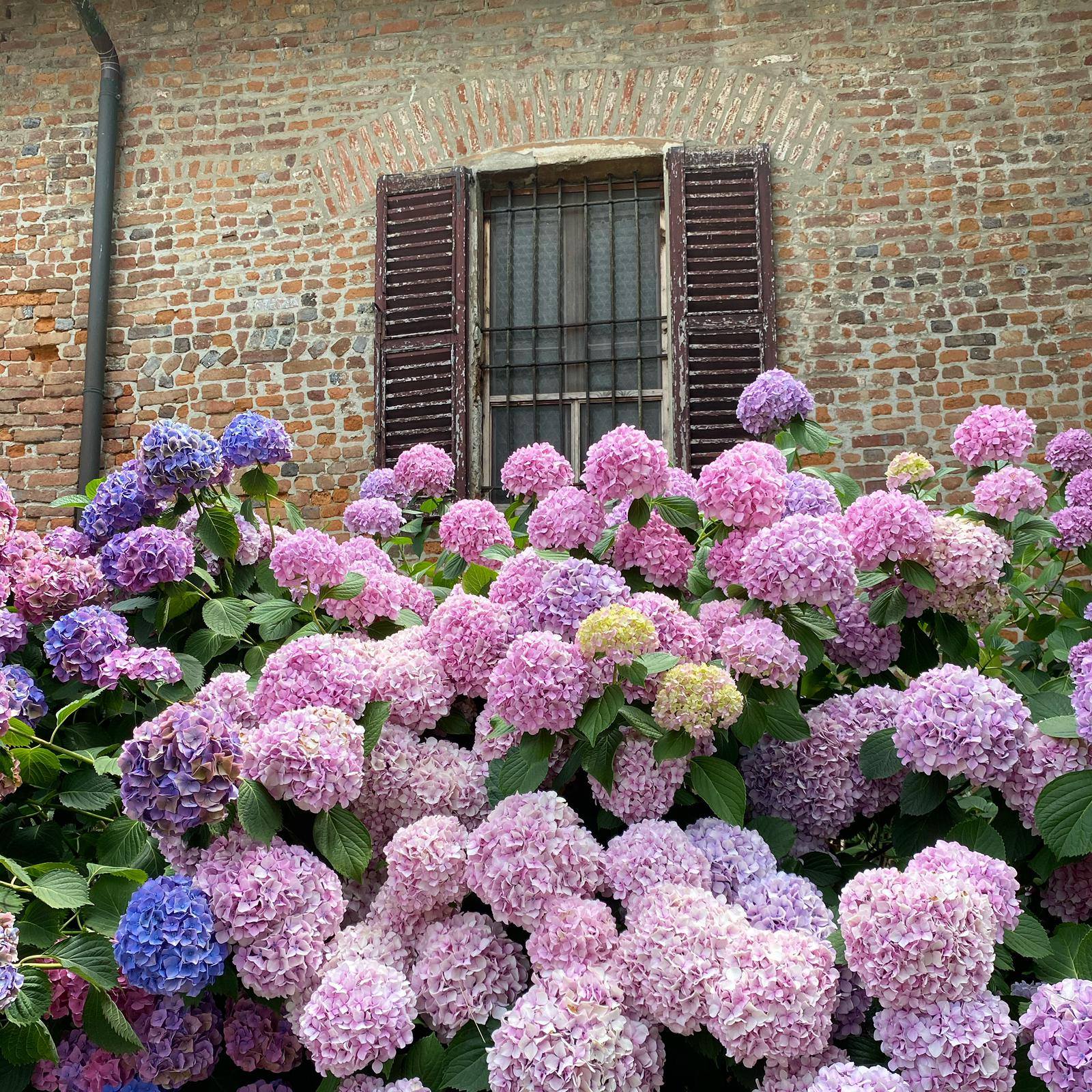 piante fiorite