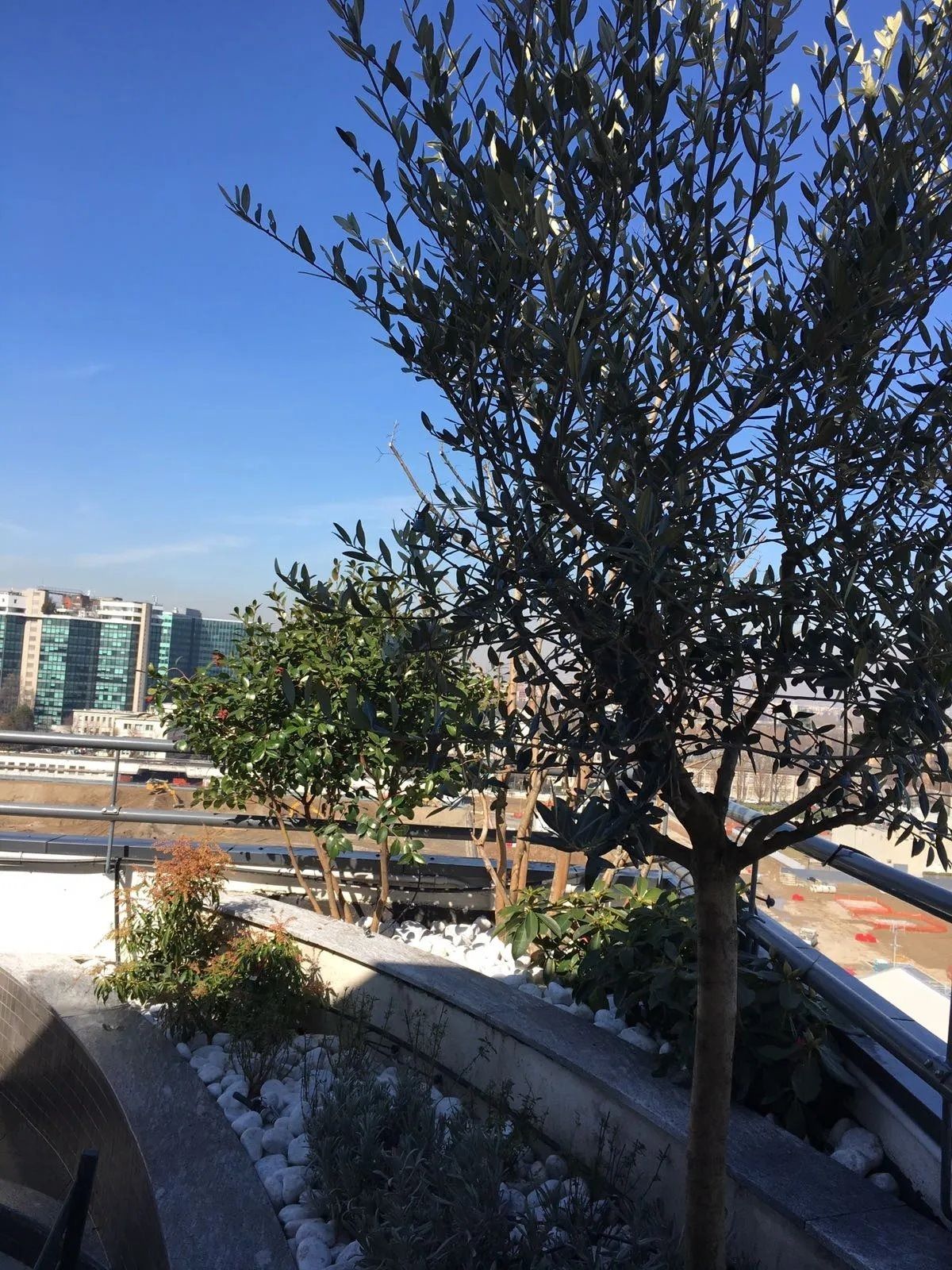 Alberi in un parco urbano soleggiato con edifici cittadini sullo sfondo.