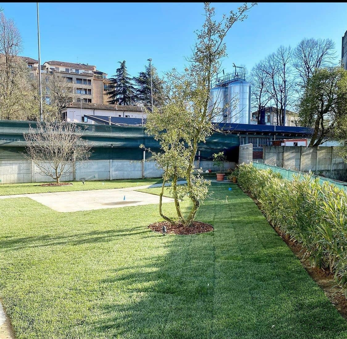 Parco soleggiato con prato verde, arbusti e un piccolo albero accanto a un canale e un ponte, con edifici sullo sfondo.