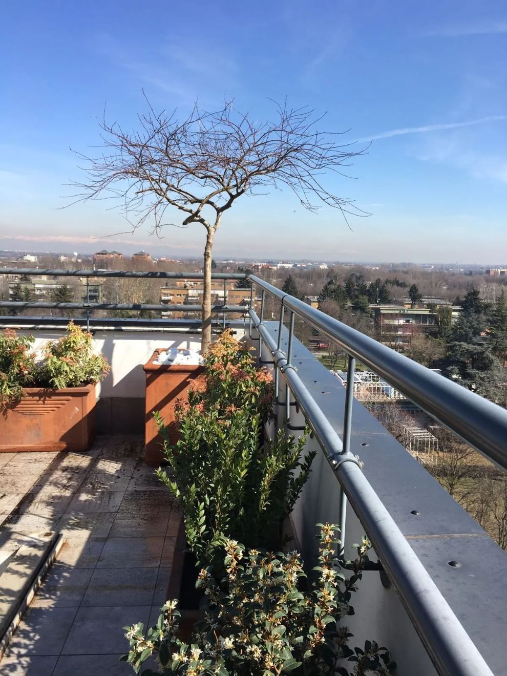 Terrazza sul tetto con piante in vaso, un albero spoglio e vista sulla città al di là di una ringhiera metallica.