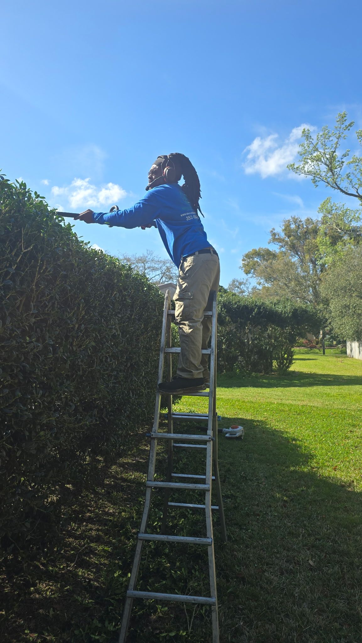 A woman is standing on a ladder trimming a hedge.