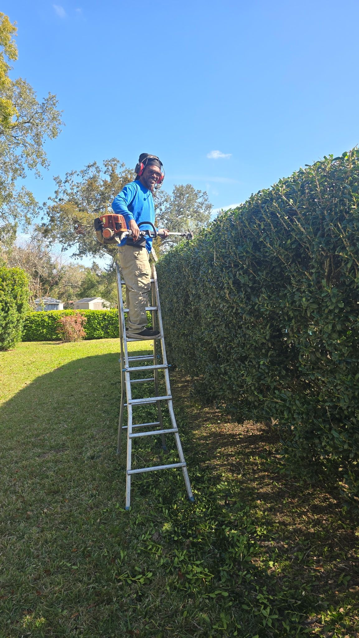 A man is standing on a ladder trimming a hedge.