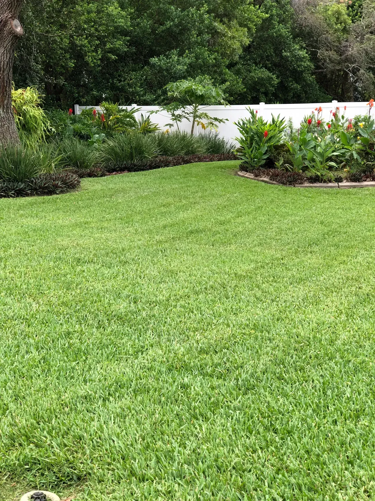 A lush green lawn with a white fence and flowers in the background.