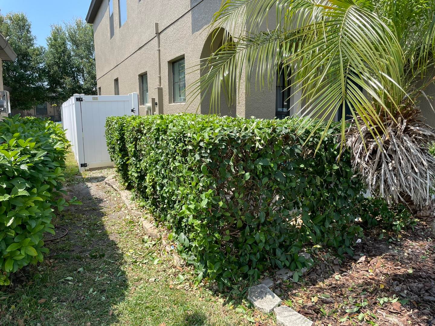 A hedge along the side of a house next to a palm tree.