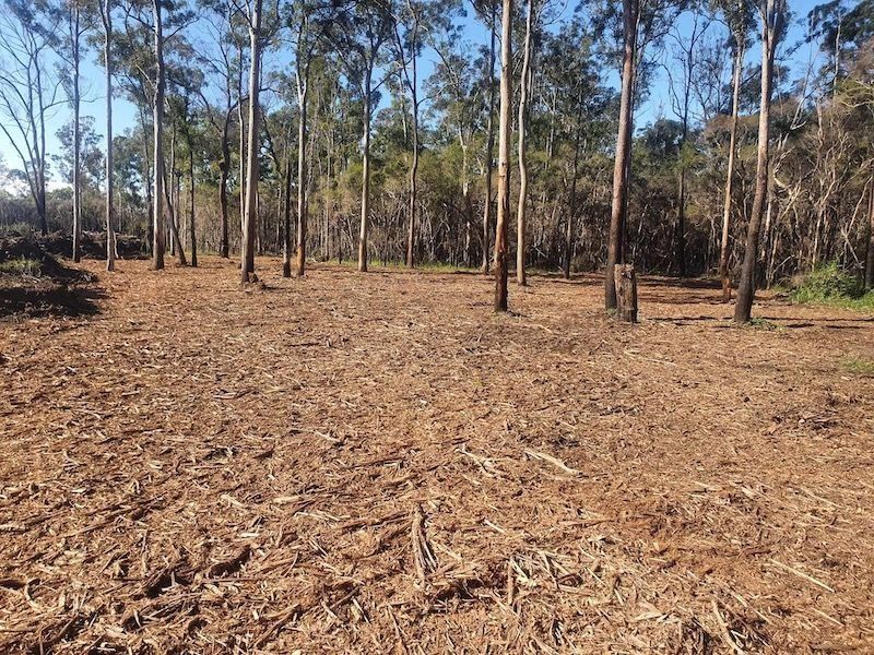 A Clear-cut Forest Floor Covered in Wood Chips — Ace Clearing & Mulching In Old Bar, NSW