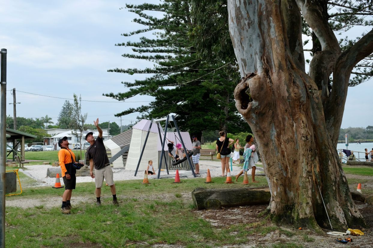 A group of people are standing around a tree in a park — Lennox Head Tree Care In Lennox Head, NSW