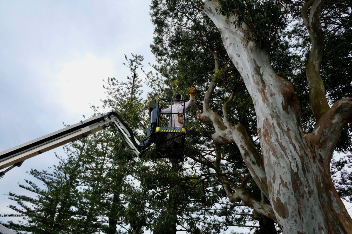 A man is cutting a tree with a crane — Lennox Head Tree Care In Lennox Head, NSW