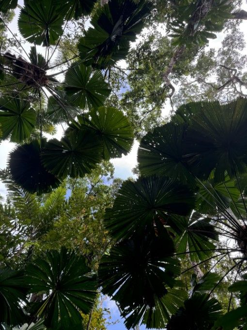 Looking Up At A Tree With Lots Of Leaves — Lennox Head Tree Care In Lennox Head, NSW
