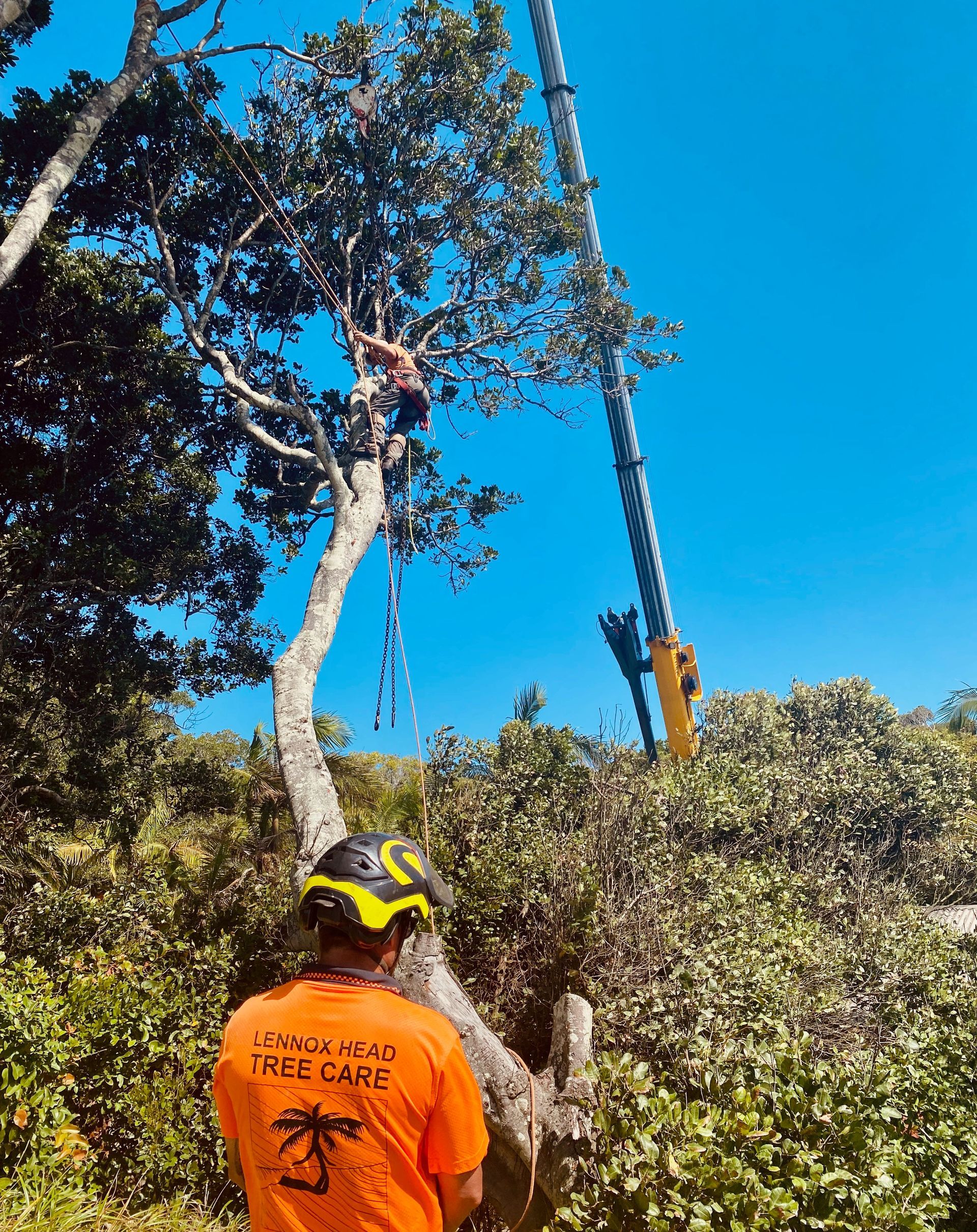 A Person Is Cutting A Tree Branch With A Pair Of Scissors — Lennox Head Tree Care In Lennox Head, NSW