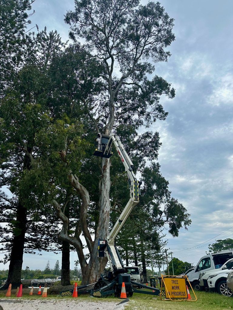 A man is cutting a tree with a crane — Lennox Head Tree Care In Lennox Head, NSW