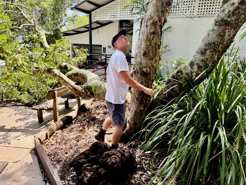 A man is standing next to a fallen tree in a garden — Lennox Head Tree Care In Lennox Head, NSW