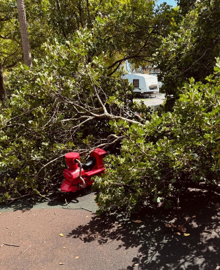 A red scooter is sitting under a fallen tree — Lennox Head Tree Care In Lennox Head, NSW