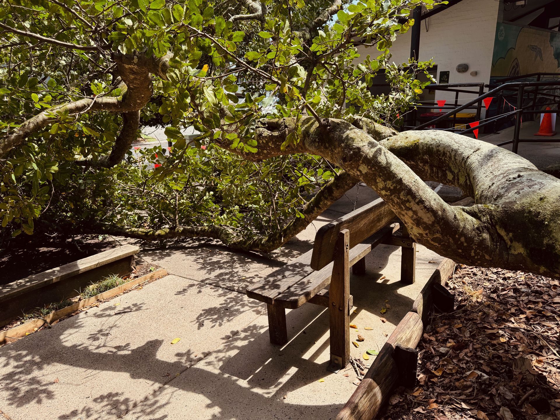A Pile Of Logs Laying On The Ground Next To A Road — Lennox Head Tree Care In Ocean Shores, NSW