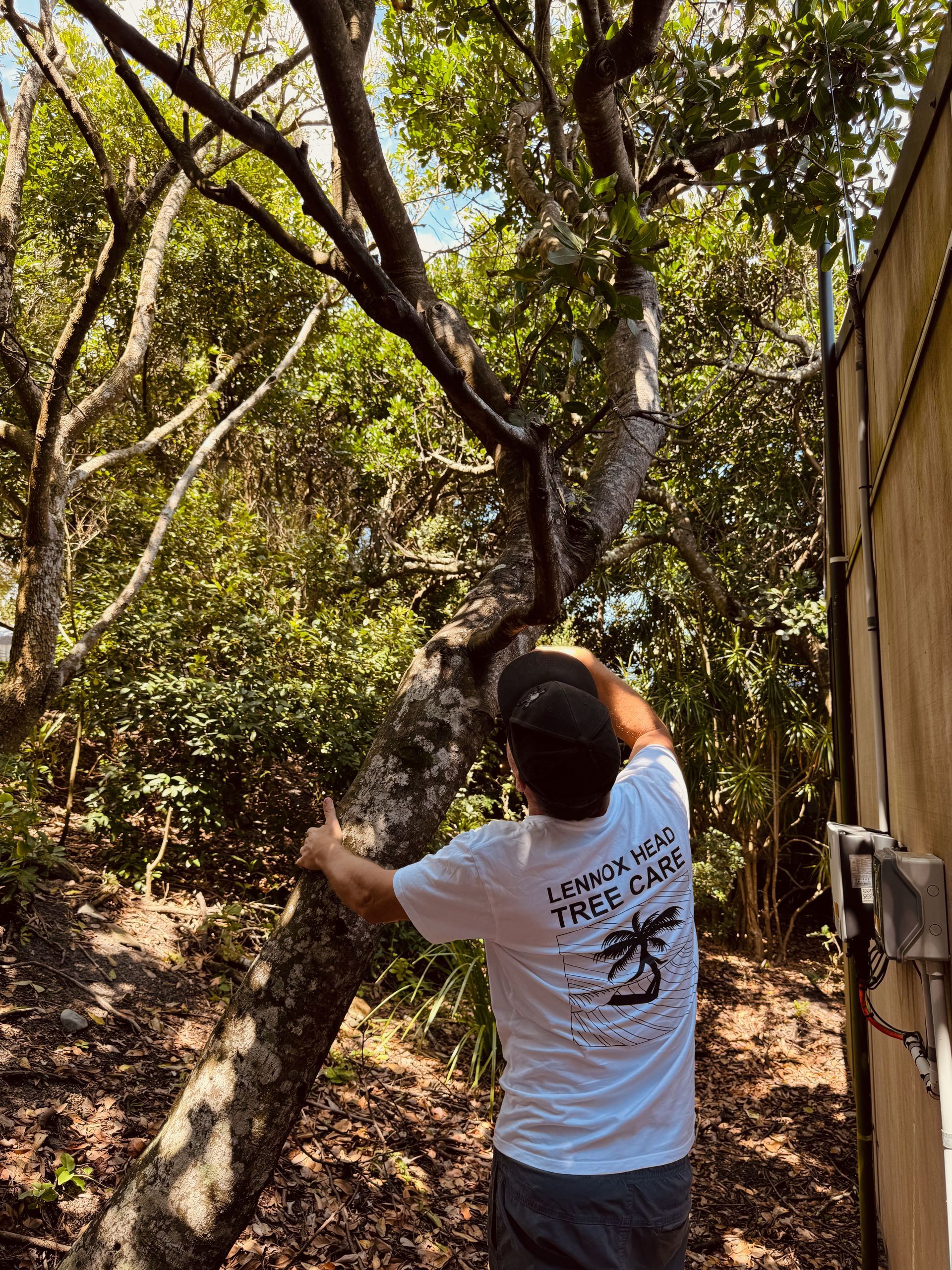 A Lush Green Field With Palm Trees In The Background — Lennox Head Tree Care In Lennox Head, NSW