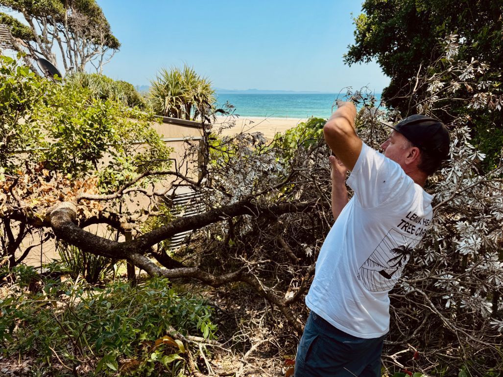 A man in a white shirt is standing next to a fallen tree — Lennox Head Tree Care In Lennox Head, NSW