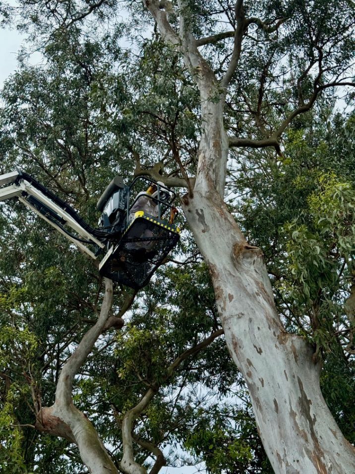 A man is cutting a tree with a crane  — Lennox Head Tree Care In Lennox Head, NSW