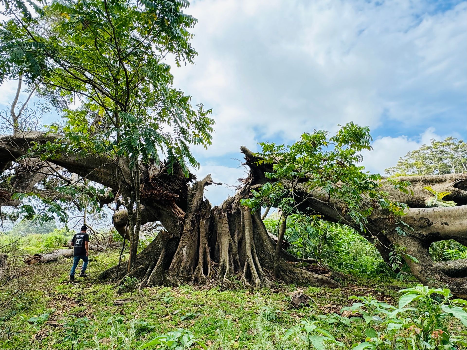 A Person Is Cutting A Tree Branch With A Pair Of Garden Shears — Lennox Head Tree Care In Ocean Shores, NSW