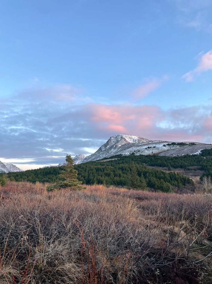 Snow-dusted mountain at sunset above a field of shrubs under a pink-blue sky
