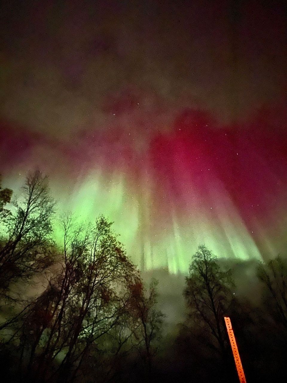 Green and magenta aurora glowing above silhouetted trees at night