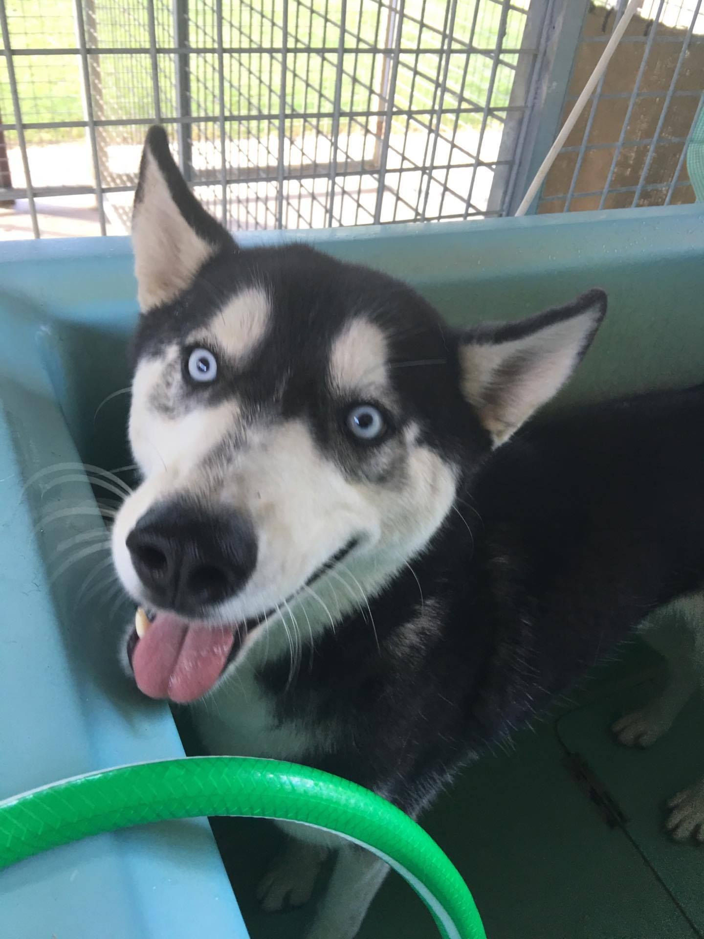 Boarding Kennels in the Lockyer Valley Spring Creek Boarding Kennels