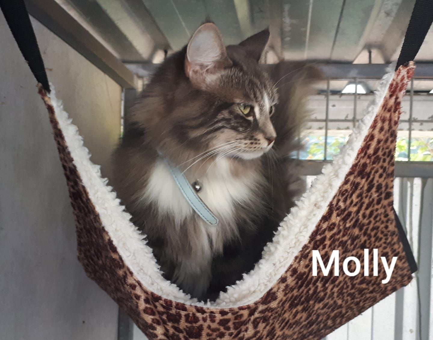 Spring Creek Boarding Kennels And Cattery Cat & Dog Boarding in the