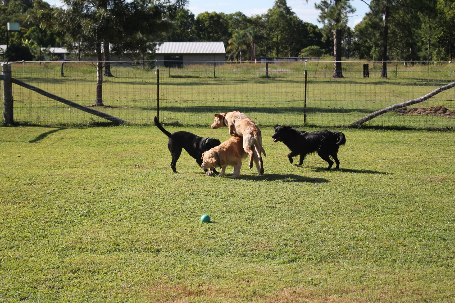 About Us Spring Creek Boarding Kennels And Cattery