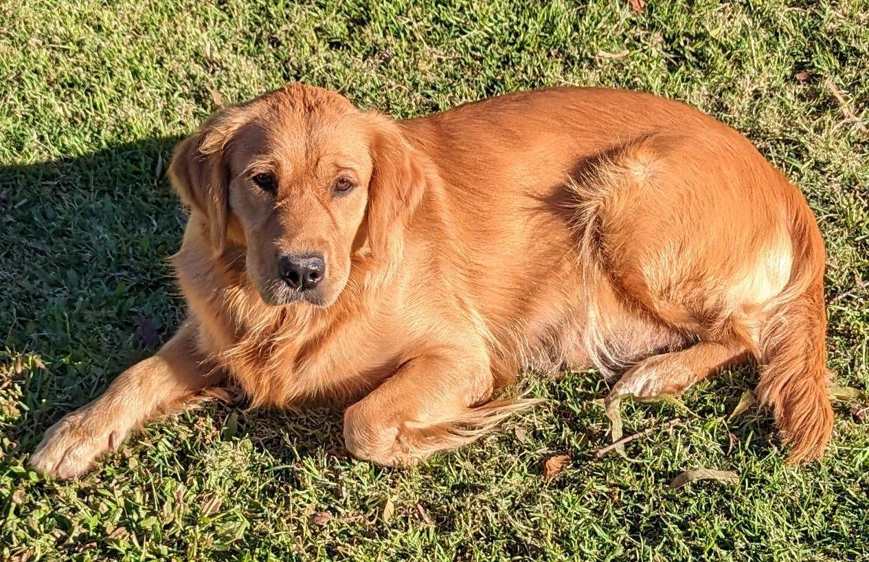 Boarding Kennels in the Lockyer Valley Spring Creek Boarding Kennels