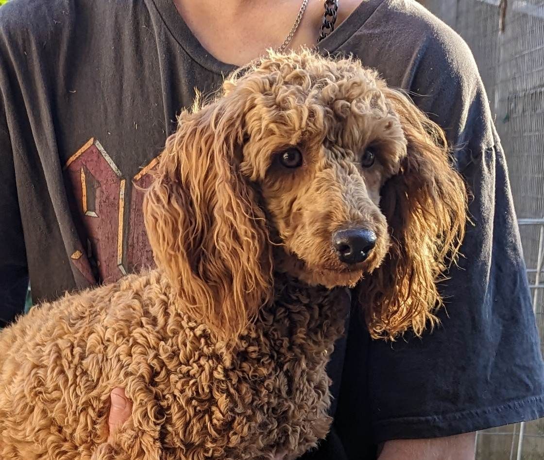 Boarding Kennels in the Lockyer Valley Spring Creek Boarding Kennels