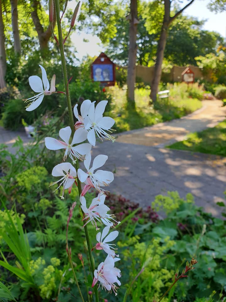 Sacred Heart Garden