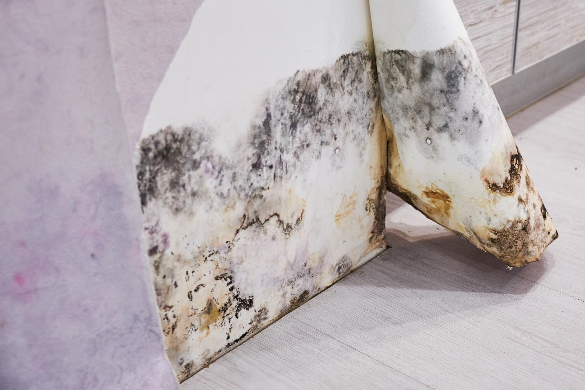 mold on wall paper