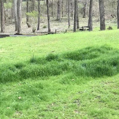Greener Grass growth where there is a sewer line leak