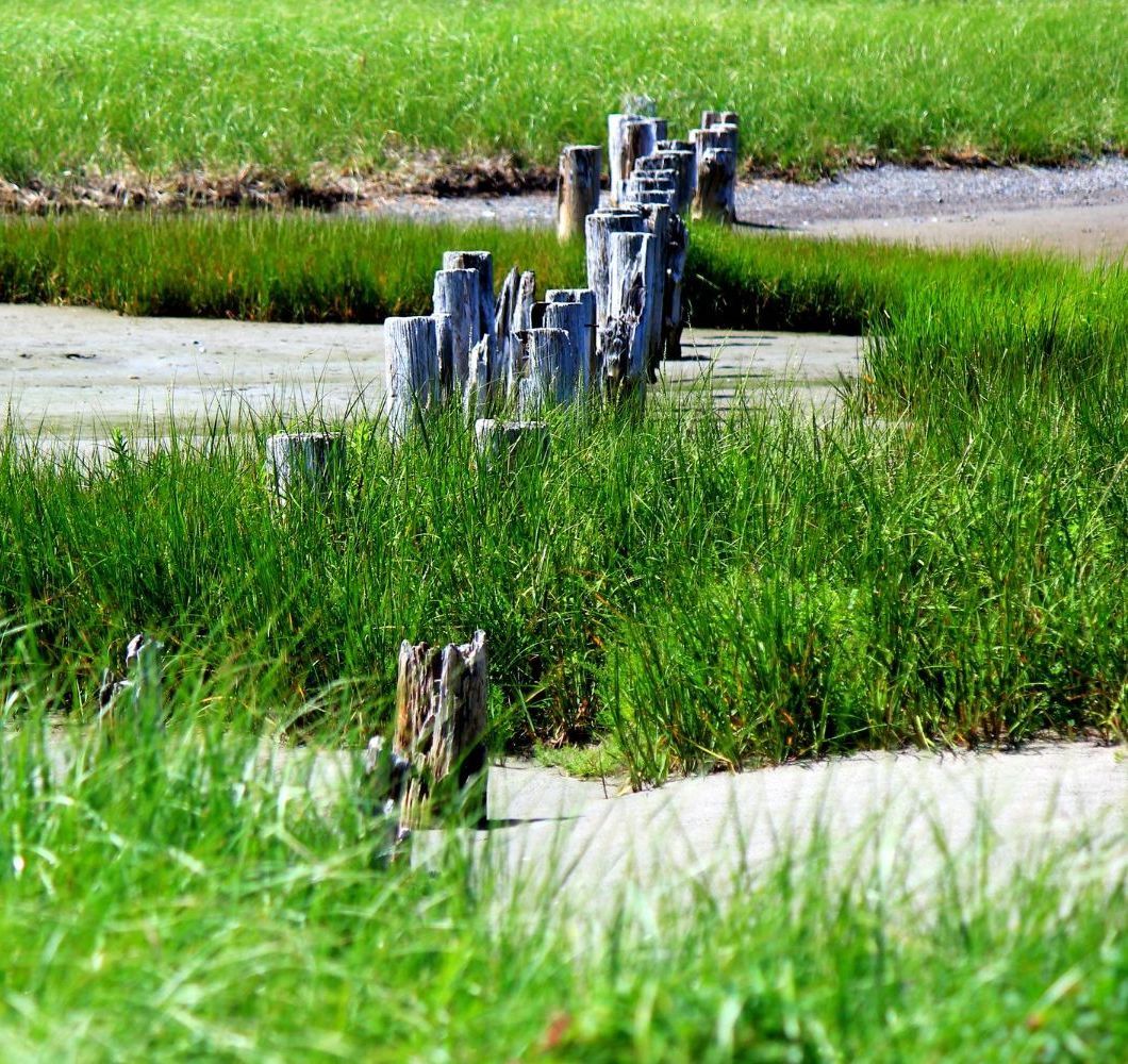 Greener Grass growth where there is a sewer line leak 