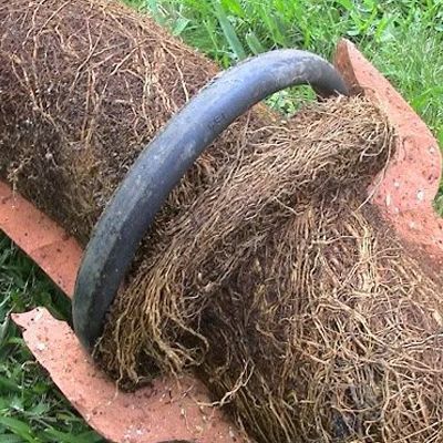 tree roots in a sewer line